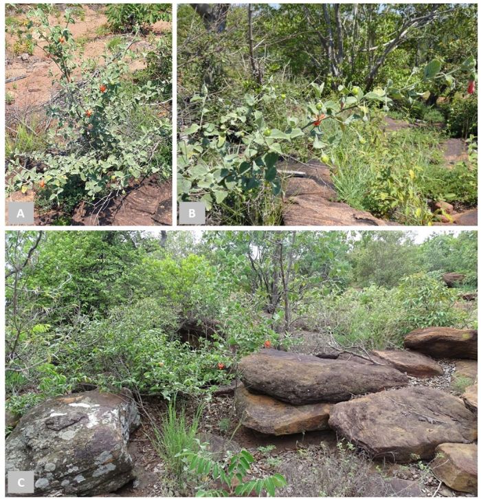 Hibiscus waterbergensis habitat